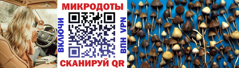 Галлюциногенные грибы Psilocybine cubensis  Иноземцево 